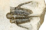 Bargain, Spiny Cyphaspis Trilobite - Ofaten, Morocco #251017-1
